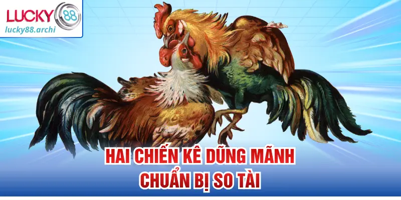 Hai chiến kê dũng mãnh chuẩn bị so tài