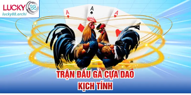 Trận đấu gà cựa dao kịch tính